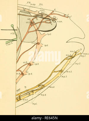 . Die Kranialen und spinalen Nerven von menidia; ein Beitrag auf den Nerv, Komponenten der Knochenfischen. Fische; Menidia. Herrick - PLATTE IV-7 200 Abb. 5. &Gt; -. J1 c-Buswu Hdiulype Co. Bitte beachten Sie, dass diese Bilder sind von der gescannten Seite Bilder, die digital für die Lesbarkeit verbessert haben mögen - Färbung und Aussehen dieser Abbildungen können nicht perfekt dem Original ähneln. extrahiert. Herrick, C. Judson (Charles Judson), 1868-1960. Utica, N.Y., staatliche Krankenhäuser drücken Sie Stockfoto