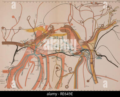 . Die Kranialen und spinalen Nerven von menidia; ein Beitrag auf den Nerv, Komponenten der Knochenfischen. Fische; Menidia. Herrick - Hirnnerven von Knochenfischen.. T C? • r&lt; • I C IL. Archiv für Neurologie und Psychopathologie. Vol. II. Bitte beachten Sie, dass diese Bilder sind von der gescannten Seite Bilder, die digital für die Lesbarkeit verbessert haben mögen - Färbung und Aussehen dieser Abbildungen können nicht perfekt dem Original ähneln. extrahiert. Herrick, C. Judson (Charles Judson), 1868-1960. Utica, N.Y., staatliche Krankenhäuser drücken Sie Stockfoto