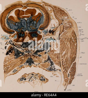 . Die Kranialen und spinalen Nerven von menidia; ein Beitrag auf den Nerv, Komponenten der Knochenfischen. Fische; Menidia. Archiv für Neurologie und Psychopathologie. Vol. II. Bitte beachten Sie, dass diese Bilder sind von der gescannten Seite Bilder, die digital für die Lesbarkeit verbessert haben mögen - Färbung und Aussehen dieser Abbildungen können nicht perfekt dem Original ähneln. extrahiert. Herrick, C. Judson (Charles Judson), 1868-1960. Utica, N.Y., staatliche Krankenhäuser drücken Sie Stockfoto