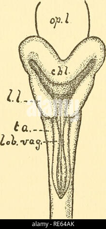 . Die Kranialen und spinalen Nerven von menidia; ein Beitrag auf den Nerv, Komponenten der Knochenfischen. Fische; Menidia. 14 NERV KOMPONENTEN VON KNOCHENFISCHEN, System der Sinnesorgane sowie (Text - Abbildung 3, ta). Eine vergleichende Studie zeigt, die Tatsache, dass dieses Zentrum in der Größe variiert je nach dem Grad der Differenzierung der Seitenlinien. So, in der Stör, deren andere Medullären Zentren relativ schwach entwickelt sind, ist dieses System sehr vergrößert und ein Teil davon wurde vor Unterschieden, die lineas lobus Lateralis von Johnston (Text - Abbildung 4,/zu bilden. /.), Die so genannte Stockfoto