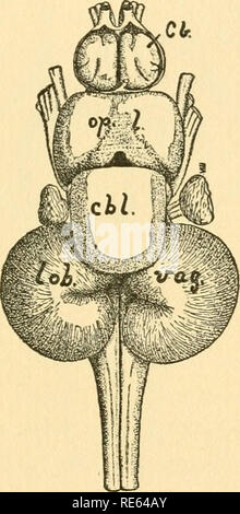 . Die Kranialen und spinalen Nerven von menidia; ein Beitrag auf den Nerv, Komponenten der Knochenfischen. Fische; Menidia. Theorie der Nerv Komponenten. II. Einer der besten Illustrationen dieser zentralen Antwort auf periphere Differenzierung ist im Meer gefunden - robins, in denen bestimmte freie Strahlen der Brustflossen äusserst empfindlichen finger geworden sind - wie taktile Organen und ihren sensorischen Nerven, zusammen mit den entsprechenden dorsalen Hörner des Rückenmarks, haben in der Folge enor - mously Hypertrophisierten. Dieses Gehirn ist absolut typisch für den Knochenfischen, aber das proximale Ende Stockfoto