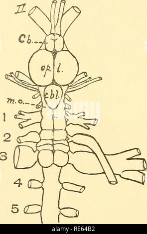 . Die Kranialen und spinalen Nerven von menidia; ein Beitrag auf den Nerv, Komponenten der Knochenfischen. Fische; Menidia. lO NERV KOMPONENTEN VON KNOCHENFISCHEN. und unser Wissen über die genauen Beziehungen in der Fische ist noch sehr lückenhaft. Dennoch ist schon genügend getan worden, um die großen Linien, auf denen diese Korrelationen sind und nun können wir Mitarbeiter gesucht werden mehrere Lappen der Medulla oblongata, die so charakteristisch für die Fische mit ihren jeweiligen Haut- oder viszeralen Sinnesorgane als definitiv als die Geruchsnerven sind im Zusammenhang mit der An Stockfoto