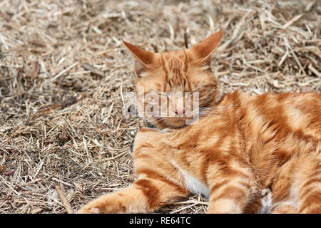 Red Ginger cat getarnt Schlafen auf Zuckerrohr mulch Boden. Stockfoto