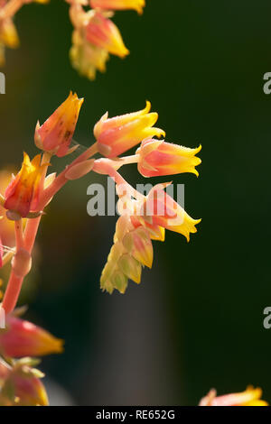 Nahaufnahme Makro von hellen Rosa und Gelb Laterne geformte Blüten einer saftigen. Echeveria elegans - Mexikanische Schneeball. Stockfoto