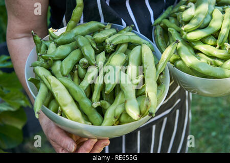 Bohne Ernte in zwei weißen Kunststoff Schalen in den Armen einer Frau. Stockfoto