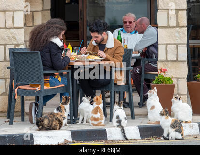 Eine Gruppe von Katzen wartet auf Essensreste vor einem Restaurant und Pub im Dorf Mandria, Zypern. Stockfoto