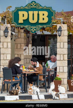 Eine Gruppe von Katzen wartet auf Essensreste vor einem Restaurant und Pub im Dorf Mandria, Zypern. Stockfoto