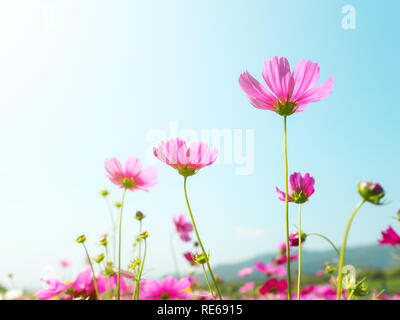 Rosa (Cosmos Bipinnatus) Blumen gegen den strahlend blauen Himmel. Cosmos ist auch als Kosmos sulfureus bekannt, selektiver Fokus Stockfoto