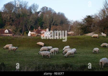 Winchelsea, East Sussex, UK. 20 Jan, 2019. UK Wetter: kühlen Start in den Morgen in Winchelsea wie Schafe unter der trand Gate', einem mittelalterlichen, Eingang in die Altstadt. © Paul Lawrenson 2018, Foto: Paul Lawrenson/Alamy leben Nachrichten Stockfoto