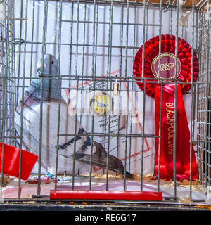 Blackpool, Lancashire. UK 19 Jan, 2019. Britische Homing Pigeon zeigen. Die jährlichen Racing Pigeon show wird an der Wintergärten Ausstellungshalle dieses Wochenende statt. Die größte Versammlung der Taubenzüchter in Großbritannien erfolgt im Januar mit bis zu 10.000 Taubenzüchter über die zweitägige Veranstaltung. Credit: MediaWorldImages/AlamyLiveNews Stockfoto