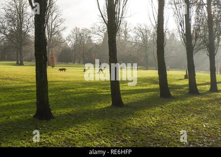 Giffnock, UK. 20. Januar 2019: Nach einem feuchten Morgen ein Hund Walker in einem hellen, sonnigen Nachmittag am Rouken Glen Park, Giffnock, Glasgow Credit: Kay Roxby/Alamy leben Nachrichten Stockfoto