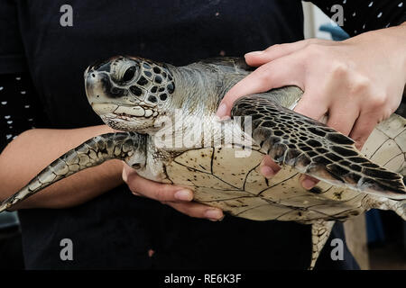 Mikhmoret, Israel. 20. Januar, 2019. Gerettet Meeresschildkröten sind täglich behandelt, Fed, gewogen und gemessen. Das National Sea Turtle Rescue Center des Israel Natur und Parks Behörde ist derzeit die Behandlung von 46 verletzten Schildkröten auf dem Mittelmeer allgemein gewaschen. Credit: Nir Alon/Alamy leben Nachrichten Stockfoto