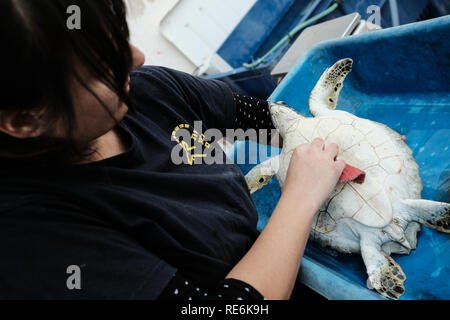 Mikhmoret, Israel. 20. Januar, 2019. Gerettet Meeresschildkröten sind täglich behandelt, Fed, gewogen und gemessen. Das National Sea Turtle Rescue Center des Israel Natur und Parks Behörde ist derzeit die Behandlung von 46 verletzten Schildkröten auf dem Mittelmeer allgemein gewaschen. Credit: Nir Alon/Alamy leben Nachrichten Stockfoto