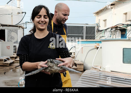 Mikhmoret, Israel. 20. Januar, 2019. Gerettet Meeresschildkröten sind täglich behandelt, Fed, gewogen und gemessen. Das National Sea Turtle Rescue Center des Israel Natur und Parks Behörde ist derzeit die Behandlung von 46 verletzten Schildkröten auf dem Mittelmeer allgemein gewaschen. Credit: Nir Alon/Alamy leben Nachrichten Stockfoto