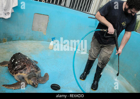 Mikhmoret, Israel. 20. Januar, 2019. Gerettet Meeresschildkröten sind täglich behandelt, Fed, gewogen und gemessen. Das National Sea Turtle Rescue Center des Israel Natur und Parks Behörde ist derzeit die Behandlung von 46 verletzten Schildkröten auf dem Mittelmeer allgemein gewaschen. Credit: Nir Alon/Alamy leben Nachrichten Stockfoto