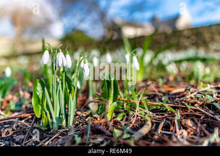 Wareham, Großbritannien. Sonntag 20. Januar 2019. Snowdrop Blumen kommen aus ungewöhnlich früh an einem sonnigen Tag im Januar 2019. Quelle: Thomas Faull/Alamy leben Nachrichten Stockfoto