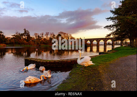 Ballydehob, West Cork, Irland. Jan, 2019 20. Schwäne und ihre signets Feed unter dem Blick der berühmten 12-Bogen Brücke nach einem herrlichen Tag in West Cork. Credit: Andy Gibson/Alamy Leben Nachrichten. Stockfoto