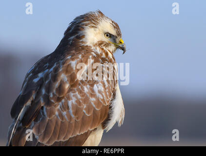 Straupitz, Deutschland. Jan, 2019 19. Ein Mäusebussard (Buteo buteo) ist auf der Suche nach Beute. Foto: Patrick Pleul/dpa-Zentralbild/ZB/dpa/Alamy leben Nachrichten Stockfoto