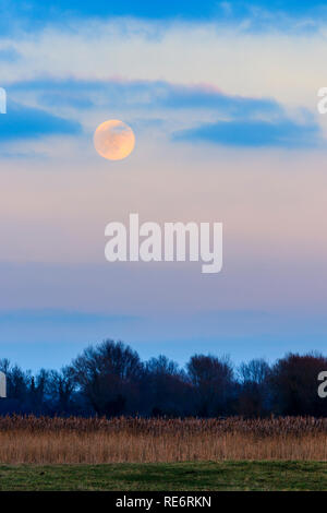 Super Mond im Himmel mit vereinzelten Wolken. Am Abend in der blauen Stunde nur agter Sonnenuntergang. Baumgrenze an der Unterseite des Rahmens mit dem Mond in Wolken. Stockfoto