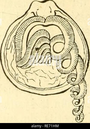 . Cours élémentaire d'histoire naturelle: a l'usage des colléges et des Maisons d'Education: rédigé conformément au Programme de l'Université du 14 Juin 1840. Zoologie. Fiy. 413. Cnquidc de Têribralnle. Fiy. 444. Tier de la Tcréhrolnlr. Bitte beachten Sie, dass diese Bilder sind von der gescannten Seite Bilder, die digital für die Lesbarkeit verbessert haben mögen - Färbung und Aussehen dieser Abbildungen können nicht perfekt dem Original ähneln. extrahiert. (Henri Milne-Edwards, H.), 1800-1885; Jussieu, Antoine Laurent de, 1748-1836; Beudant, F.S. (François Sulpice), 1787-1850; Stejneger, Stockfoto