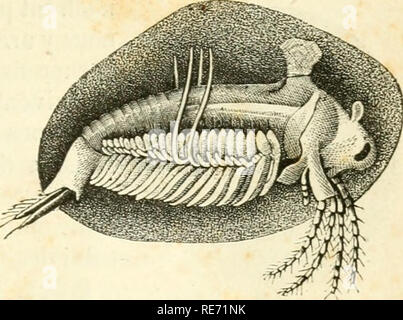 . Cours élémentaire d'histoire naturelle: a l'usage des colléges et des Maisons d'Education: rédigé conformément au Programme de l'Université du 14 Juin 1840. Zoologie. Fiçj. 414. AnUocre. Abb. 41'. Limnadie [W.. Bitte beachten Sie, dass diese Bilder sind von der gescannten Seite Bilder, die digital für die Lesbarkeit verbessert haben mögen - Färbung und Aussehen dieser Abbildungen können nicht perfekt dem Original ähneln. extrahiert. (Henri Milne-Edwards, H.), 1800-1885; Jussieu, Antoine Laurent de, 1748-1836; Beudant, F.S. (François Sulpice), 1787-1850; Stejneger, Leonhard, 1851-1943, Formular Stockfoto