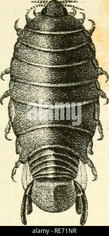 . Cours élémentaire d'histoire naturelle: a l'usage des colléges et des Maisons d'Education: rédigé conformément au Programme de l'Université du 14 Juin 1840. Zoologie. CRUSTACES. 511). Bitte beachten Sie, dass diese Bilder sind von der gescannten Seite Bilder, die digital für die Lesbarkeit verbessert haben mögen - Färbung und Aussehen dieser Abbildungen können nicht perfekt dem Original ähneln. extrahiert. (Henri Milne-Edwards, H.), 1800-1885; Jussieu, Antoine Laurent de, 1748-1836; Beudant, F.S. (François Sulpice), 1787-1850; Stejneger, Leonhard, 1851-1943, der ehemalige Eigentümer. DSI. Paris: Lang Stockfoto