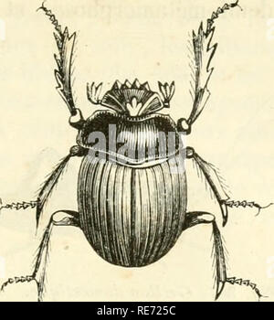 . Cours élémentaire d'histoire naturelle: a l'usage des colléges et des Maisons d'Education: rédigé conformément au Programme de l'Université du 14 Juin 1840. Zoologie. . Bitte beachten Sie, dass diese Bilder sind von der gescannten Seite Bilder, die digital für die Lesbarkeit verbessert haben mögen - Färbung und Aussehen dieser Abbildungen können nicht perfekt dem Original ähneln. extrahiert. (Henri Milne-Edwards, H.), 1800-1885; Jussieu, Antoine Laurent de, 1748-1836; Beudant, F.S. (François Sulpice), 1787-1850; Stejneger, Leonhard, 1851-1943, der ehemalige Eigentümer. DSI. Paris: Langlois et Leclerc Stockfoto