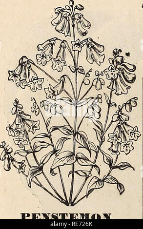 . Cox Saatgut jährliche. Saatgut Industrie und Handel Kataloge Kataloge; Blumen; Samen Samen Samen Kataloge Kataloge; Obst; Pflanzen, Zierpflanzen Kataloge; Bäume Kataloge. Doppel Portulak. Portulak. Schöne und beliebte hardy Jahrbücher, der einfachsten Kultur, gut tun in einer sonnigen Position und üppig blühenden der gesamten seasou. Portulak - Einzel-, grosse Blüte - ing, gemischt. Pkt., 5c. Portulak. Doppelzimmer, große Blüte - ing, gemischt. Pkt., 10 C. PHLOX DEUMMONDII GRANDIFLORA. Für eine brillante Masse der Farben und eine konstante Anzeige, wird nicht von jeder anderen pflanzlichen übertroffen. Die Farben reichen von Weiß bis zu den Tiefen Stockfoto