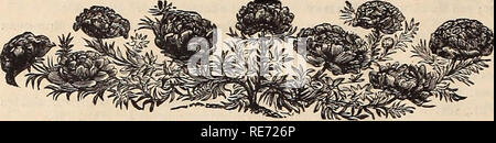 . Cox Saatgut jährliche. Saatgut Industrie und Handel Kataloge Kataloge; Blumen; Samen Samen Samen Kataloge Kataloge; Obst; Pflanzen, Zierpflanzen Kataloge; Bäume Kataloge. 46 THOS. A. COX &Amp; CO., SAN FEANCISCO.. Doppel Portulak. Portulak. Schöne und beliebte hardy Jahrbücher, der einfachsten Kultur, gut tun in einer sonnigen Position und üppig blühenden der gesamten seasou. Portulak - Einzel-, grosse Blüte - ing, gemischt. Pkt., 5c. Portulak. Doppelzimmer, große Blüte - ing, gemischt. Pkt., 10 C. PHLOX DEUMMONDII GRANDIFLORA. Für eine brillante Masse der Farben und eine konstante Anzeige, wird von keinem anderen übertroffen Pla Stockfoto