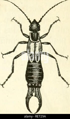 . Cours élémentaire d'histoire naturelle: a l'usage des colléges et des Maisons d'Education: rédigé conformément au Programme de l'Université du 14 Juin 1840. Zoologie. Abb., 331. Conops. Abb. 332. Forficule.. Bitte beachten Sie, dass diese Bilder sind von der gescannten Seite Bilder, die digital für die Lesbarkeit verbessert haben mögen - Färbung und Aussehen dieser Abbildungen können nicht perfekt dem Original ähneln. extrahiert. (Henri Milne-Edwards, H.), 1800-1885; Jussieu, Antoine Laurent de, 1748-1836; Beudant, F.S. (François Sulpice), 1787-1850; Stejneger, Leonhard, 1851-1943, ehemaliger o Stockfoto