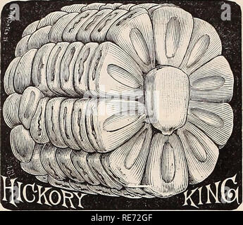 . Cox Saatgut jährliche. Saatgut Industrie und Handel Kataloge Kataloge; Blumen; Samen Samen Samen Kataloge Kataloge; Obst; Pflanzen, Zierpflanzen Kataloge; Bäume Kataloge. 10 COX IM BEREICH SAATGUT UND CO., SAN FRANCISCO. Süße Futter Mais. Auf Verschmutzung oder Silage. Profitabler als Grünfutter, Schneiden, wenn Grün zu Katze zu füttern - tle. Sow broadcast zwei Scheffel, Bohrer drei Füße auseinander, einem Bushel pro Acre, der entweder Feld oder süße Sorten. Lb., 10 c, 100 lbs., $ 4,50.. Bitte beachten Sie, dass diese Bilder aus gescannten Seite Bilder, die digital für die Lesbarkeit verbessert haben mögen - Färbung und appearan extrahiert werden Stockfoto