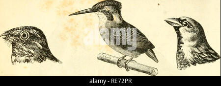 . Cours élémentaire d'histoire naturelle: a l'usage des colléges et des Maisons d'Education: rédigé conformément au Programme de l'Université du 14 Juin 1840. Zoologie. 374 ZOOLOGlt.. Abb. 225. Enguulevenl. fie;. 226. Martin - pécheur. l'iij. 227. Moineau.. Bitte beachten Sie, dass diese Bilder sind von der gescannten Seite Bilder, die digital für die Lesbarkeit verbessert haben mögen - Färbung und Aussehen dieser Abbildungen können nicht perfekt dem Original ähneln. extrahiert. (Henri Milne-Edwards, H.), 1800-1885; Jussieu, Antoine Laurent de, 1748-1836; Beudant, F.S. (François Sulpice), 178 Stockfoto