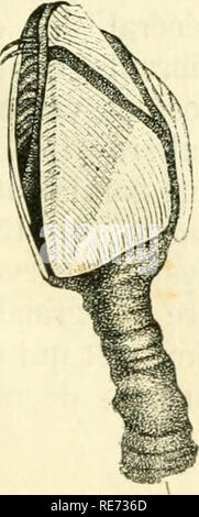 . Cours élémentaire d'histoire naturelle: a l'usage des colléges et des Maisons d'Education: rédigé conformément au Programme de l'Université du 14 Juin 1840. Zoologie. . Bitte beachten Sie, dass diese Bilder sind von der gescannten Seite Bilder, die digital für die Lesbarkeit verbessert haben mögen - Färbung und Aussehen dieser Abbildungen können nicht perfekt dem Original ähneln. extrahiert. (Henri Milne-Edwards, H.), 1800-1885; Jussieu, Antoine Laurent de, 1748-1836; Beudant, F.S. (François Sulpice), 1787-1850; Stejneger, Leonhard, 1851-1943, der ehemalige Eigentümer. DSI. Paris: Langlois et Leclerc Stockfoto