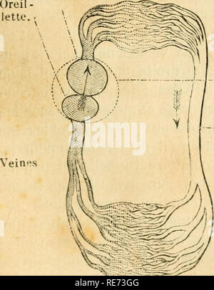 . Cours élémentaire d'histoire naturelle: a l'usage des colléges et des Maisons d'Education: rédigé conformément au Programme de l'Université du 14 Juin 1840. Zoologie. Grande Zirkulation. Abb. 37. Et Oiscimx Mammifères. Petite Zirkulation. Ventricule. Grande Zirkulation. Abb. 38. Reptilien. Petite Zirkulation.. Coeur. Veines Veines dorsale Artère. Bitte beachten Sie, dass diese Bilder sind von der gescannten Seite Bilder, die digital für die Lesbarkeit verbessert haben mögen - Färbung und Aussehen dieser Abbildungen können nicht perfekt dem Original ähneln. extrahiert. (Henri Milne-Edwards, H. Stockfoto