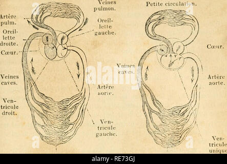 . Cours élémentaire d'histoire naturelle: a l'usage des colléges et des Maisons d'Education: rédigé conformément au Programme de l'Université du 14 Juin 1840. Zoologie. Auflage DU SAN (ich Verkehr Petite Verkehr Petite. Coeur.. Grande Zirkulation. Abb. 37. Et Oiscimx Mammifères. Petite Zirkulation. Ventricule. Grande Zirkulation. Abb. 38. Reptilien. Petite Zirkulation.. Bitte beachten Sie, dass diese Bilder aus gescannten Seite Bilder, die digital für die Lesbarkeit verbessert haben mögen - Färbung und Aussehen dieser Abbildungen können nicht genau mit dem Original ähneln extrahiert werden Stockfoto