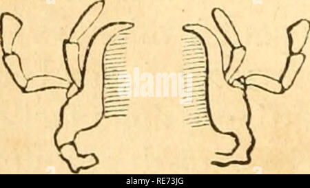 . Cours élémentaire d'histoire naturelle: a l'usage des colléges et des Maisons d'Education: rédigé conformément au Programme de l'Université du 14 Juin 1840. Zoologie. Fnj. 0. Carabe.. Bitte beachten Sie, dass diese Bilder sind von der gescannten Seite Bilder, die digital für die Lesbarkeit verbessert haben mögen - Färbung und Aussehen dieser Abbildungen können nicht perfekt dem Original ähneln. extrahiert. (Henri Milne-Edwards, H.), 1800-1885; Jussieu, Antoine Laurent de, 1748-1836; Beudant, F.S. (François Sulpice), 1787-1850; Stejneger, Leonhard, 1851-1943, der ehemalige Eigentümer. DSI. Paris: Lang Stockfoto