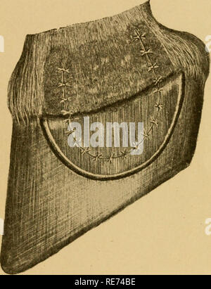 . Ein Kurs bei Operationen von Studenten der Tiermedizin und Praktiker. Tierarztes. [Aus dem alten Katalog]. Resektion der lateralen Knorpel. 75 Gibt es links einen Bereich von empfindlichen laniince mindestens 2 cm Breit. Die isolierte Klappe ist jetzt dicht an der os pedis und seine ala seziert und später von der seitlichen Oberfläche der carti-lage, die Fahrerplattform Anheben der Klappe mit i) incers, später mit der linken Hand. Oberhalb der Knorpel in Richtung der Fessel. Abb. 37.-Resektion der lateralen Knorpel. Abgeschlossen (Nähte). Der Betreiber hat dafür zu sorgen, dass die Finger der linken Hand gege Stockfoto