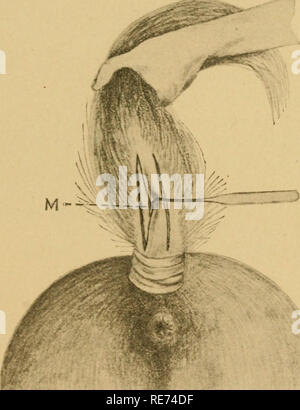 . Ein Kurs bei Operationen von Studenten der Tiermedizin und Praktiker. Tierarztes. [Aus dem alten Katalog]. Kaudale Myectomy. 41 KAUDALE MYECTOMY. [Greifen der Zügel] zu verhindern. Abb. 20. Instrumente. Elastischer Ligatur, gerade Operationsmesser, tenacula. absoFbent Baumwolle, Bandagen, Desinfektion von Material. Tecluiiqice. Das Tier in der seitlichen decubitis oder in Aktien beschränken, Reinigen und desinfizieren Sie die Rute, die elastischen liga-ture möglichst nah an der Wurzel des Schwanz möglich und lassen Sie sich von einer zweiten Person halten Sie den Schwanz verlängert nach oben {Ich. e. dorsalwards) und gespannt. Bilden ein Schnitt 15t Stockfoto