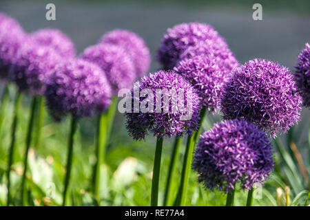 Allium Globemaster blaue Kugeln im Sommer Gartenbett Grenze Ornamental Zwiebel Stockfoto