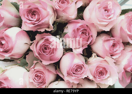 Schön retro soft pink rose Blume Hintergrund. Bild geschossen von der Ansicht von oben. Stockfoto