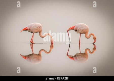 Flamingos (Phoenicopterus ruber Roseus) mit Reflexion an der Oberfläche, Walvis Bay, Namibia. Stockfoto