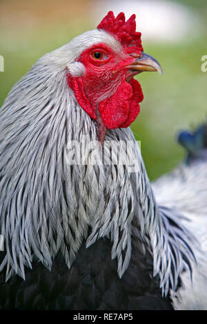 Brahma Hahn, portrait Nahaufnahme Stockfoto