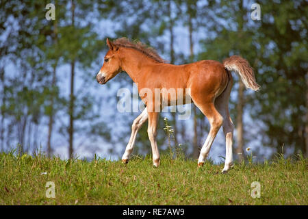 Cute wenige Wochen alten Welsh Pony Colt zu Fuß auf Wiese mit üppigen grünen Bäume im Hintergrund. Stockfoto