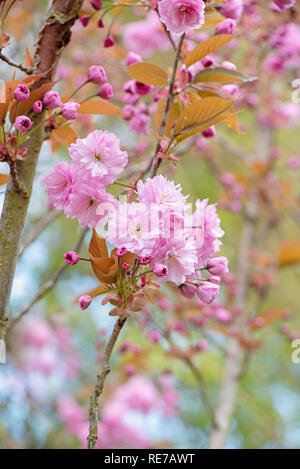 Nahaufnahme der schöne Frühling Blüte, Pink Cherry Blossom Flowers Stockfoto