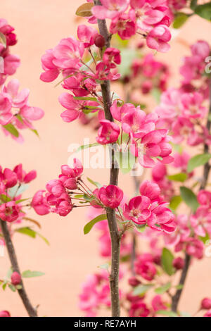 Malus 'Indische Magie', Blüte Crab Apple in der Blüte im Frühjahr Stockfoto