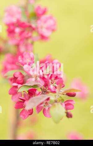 Malus 'Indische Magie', Blüte Crab Apple in der Blüte im Frühjahr Stockfoto