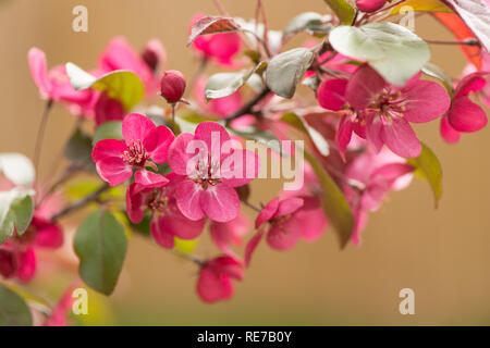 Der Malus toringo carlett' (RHS AGM) in Blüte im Frühjahr Stockfoto