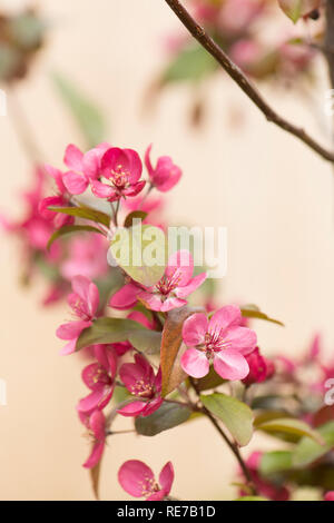 Der Malus toringo carlett' (RHS AGM) in Blüte im Frühjahr Stockfoto