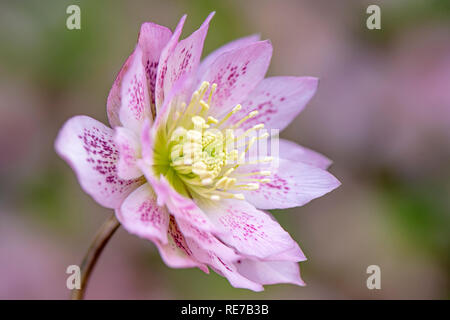 Nahaufnahme der schönen Winterblüher, Pink Flower gefüllte Blüte auch als Fastenzeit Rose oder Christrose bekannt Stockfoto