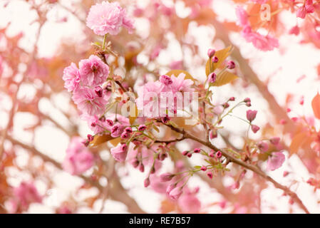Nahaufnahme der schöne Frühling Blüte, Pink Cherry Blossom Flowers Stockfoto